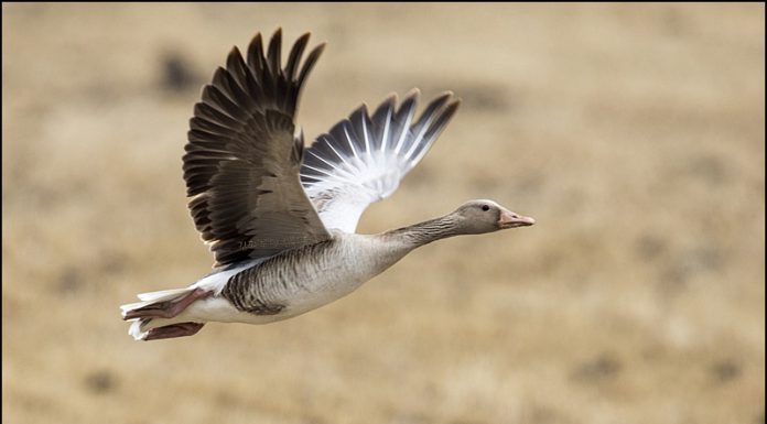 설날연휴 강화도를 찾아온 회색기러기