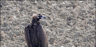 독수리도 발이 시려운걸까?