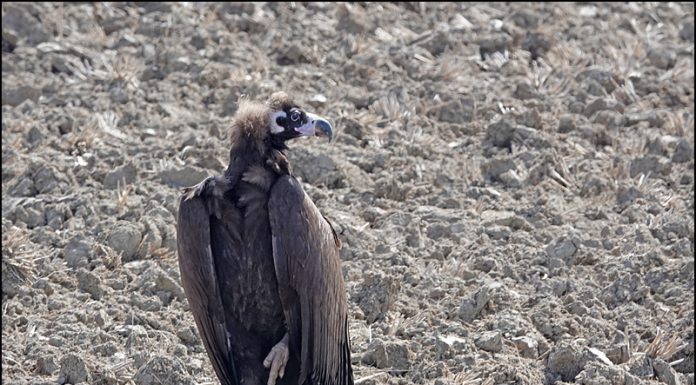 독수리도 발이 시려운걸까?