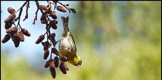 검은머리방울새