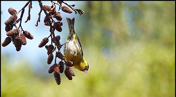 검은머리방울새