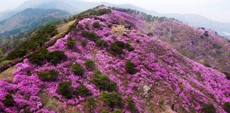 올해도 고려산 진달래축제는 취소 합니다