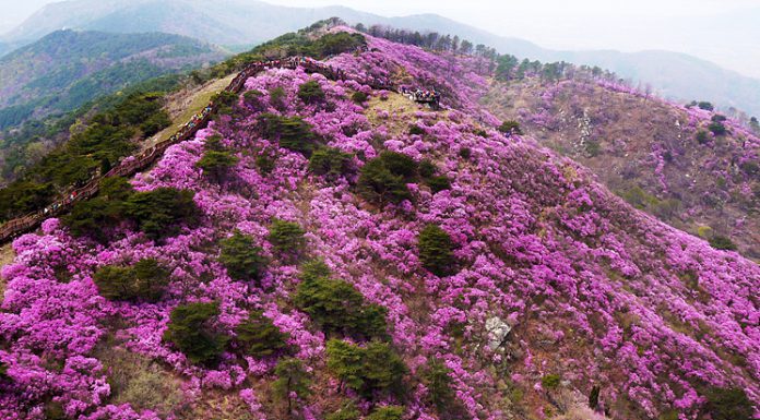 올해도 고려산 진달래축제는 취소 합니다