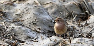 붉은가슴밭종다리