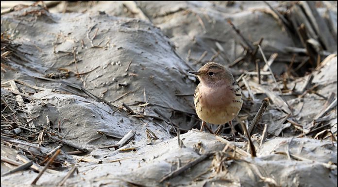 붉은가슴밭종다리