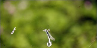 배추흰나비의 최후