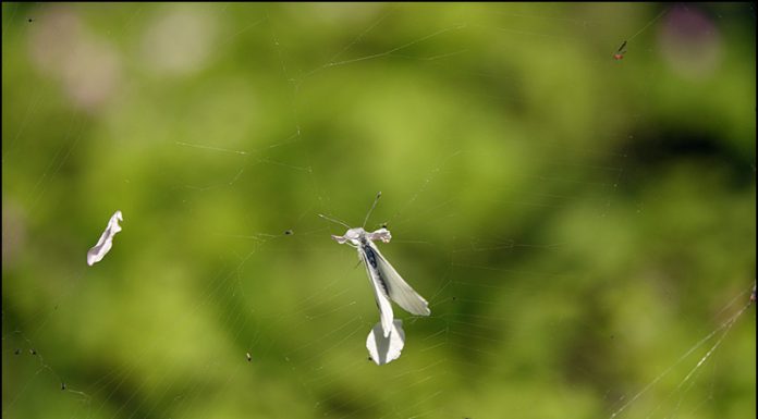 배추흰나비의 최후