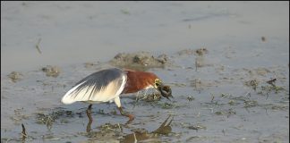 흰날개해오라기