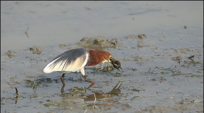 흰날개해오라기