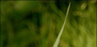 작은주홍부전나비