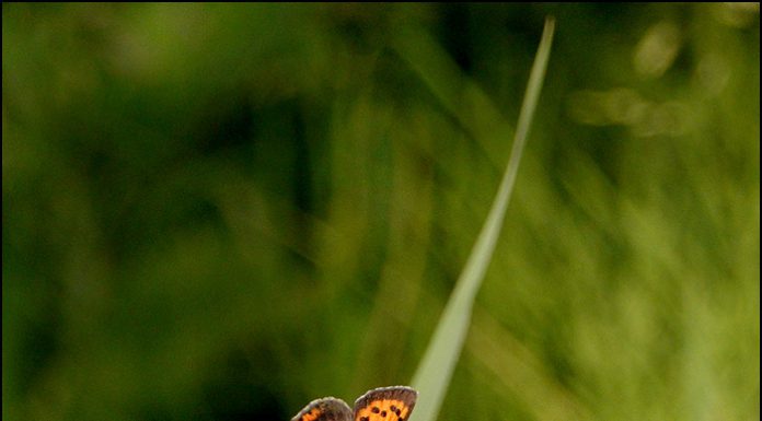 작은주홍부전나비