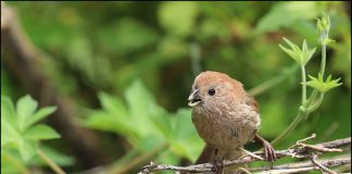 붉은머리오목눈이