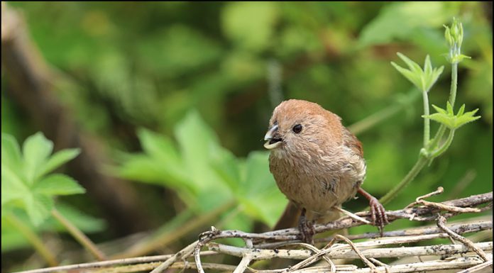 붉은머리오목눈이