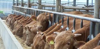 강화군, 가축재해보험 가입 독려