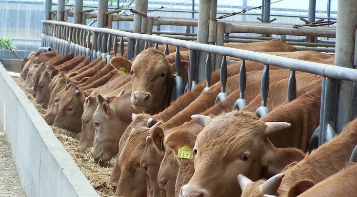 강화군, 가축재해보험 가입 독려