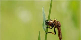 왕파리매의 사냥