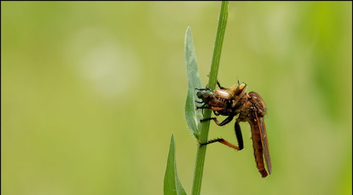 왕파리매의 사냥