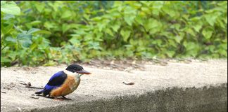 청호반새 이소하다