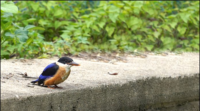 청호반새 이소하다