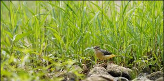 동락천의 새 노랑할미새