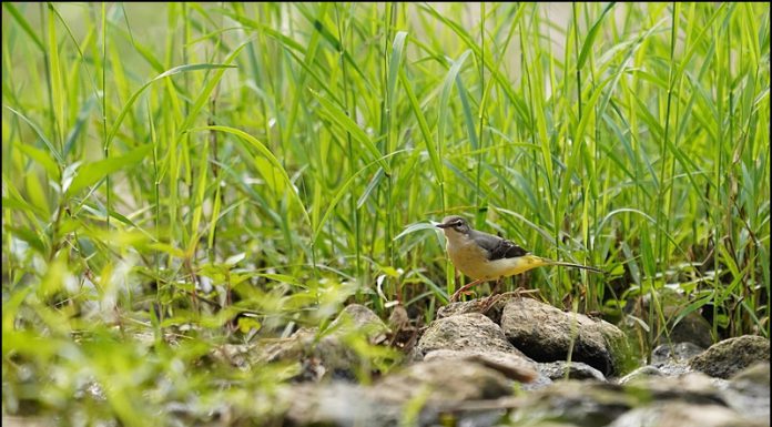 동락천의 새 노랑할미새
