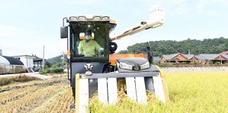 강화섬쌀 첫 수확 용정리 김학빈 농가