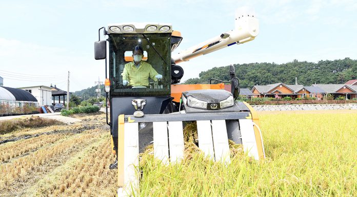 강화섬쌀 첫 수확 용정리 김학빈 농가