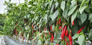 고추농가 농작물 관수 및 해충방제 기술지원