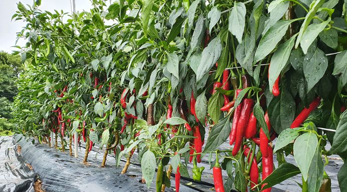 고추농가 농작물 관수 및 해충방제 기술지원