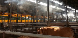 강화군내 축사 방역, 분뇨, 노동자 실태 등 집중점검