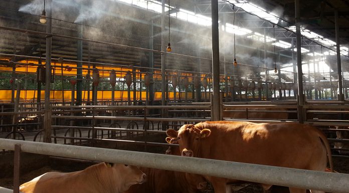 강화군내 축사 방역, 분뇨, 노동자 실태 등 집중점검