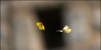 훨 훨 ~~노랑나비