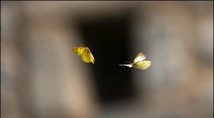 훨 훨 ~~노랑나비