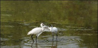 천연기념물 저어새