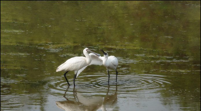 천연기념물 저어새