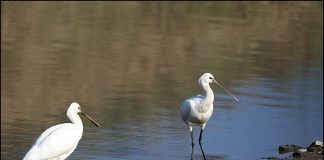 노랑부리저어새