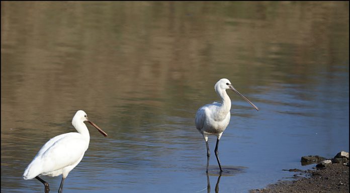 노랑부리저어새