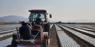 강화군, 마늘·양파 적기 파종 및 정식 당부