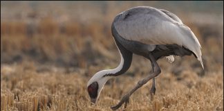 다리다친 재두루미