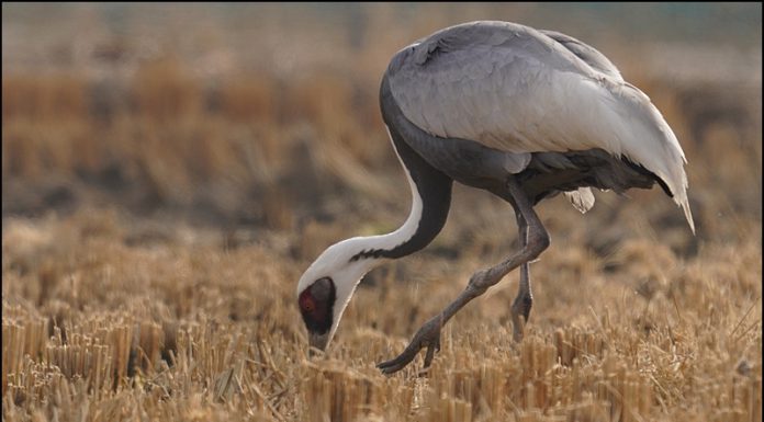 다리다친 재두루미