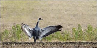 귀한손님 재두루미