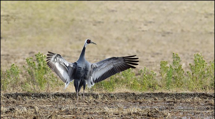 귀한손님 재두루미