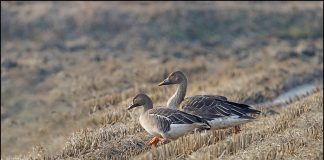 큰부리큰기러기