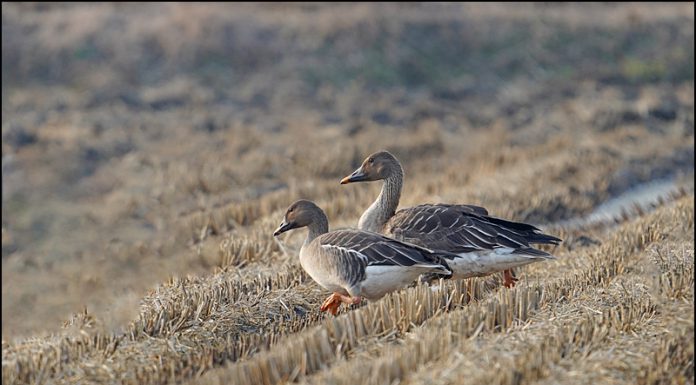 큰부리큰기러기