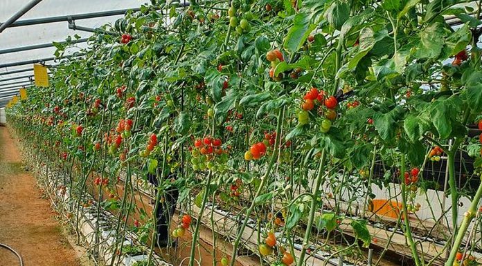 농업기술센터, 2021년 농촌진흥사업 우수기관상 수상