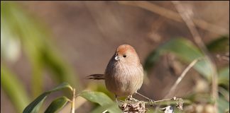 붉은머리오목눈이