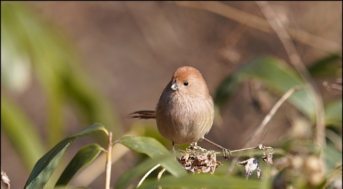 붉은머리오목눈이