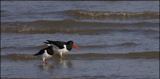 검은머리물떼새
