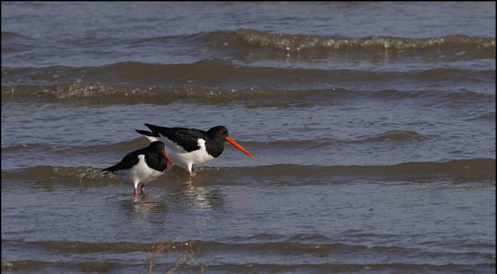 검은머리물떼새