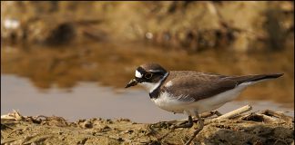 발가락이 잘린 꼬마물떼새